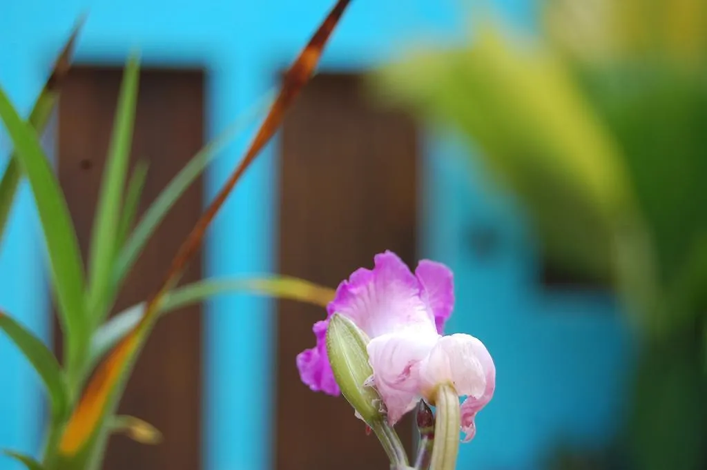 La Choza Guesthouse Santo Domingo Pensión